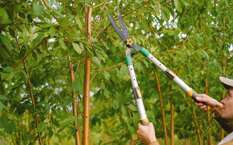 Tree trimming in Markesan, WI